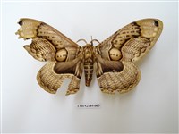 藏品(枯球籮紋蛾)的圖片